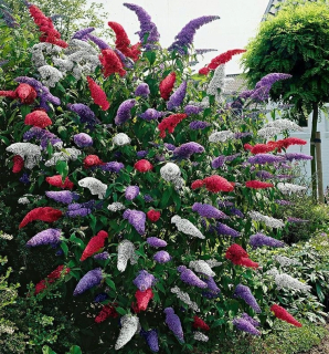 krásne sadenice TRICOLOR BUDDLJA TRICOLOR 3